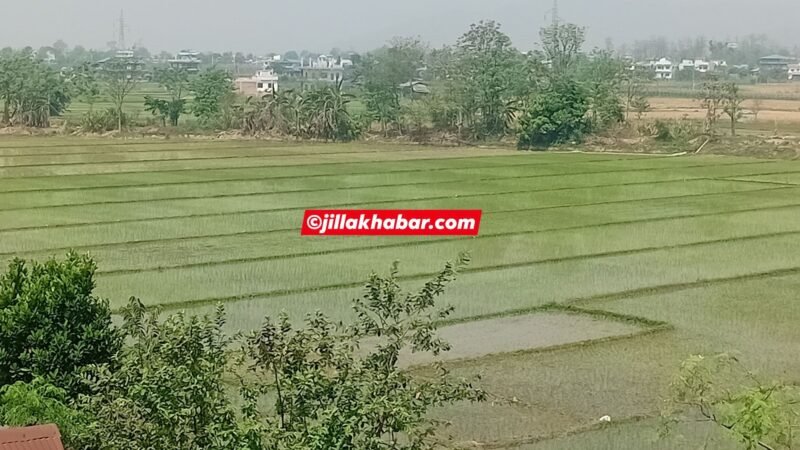तराई क्षेत्रमा हिउँदे धान रापाईको चटारो, अधिकांश ठाउँमा रोपाईँ सकियो